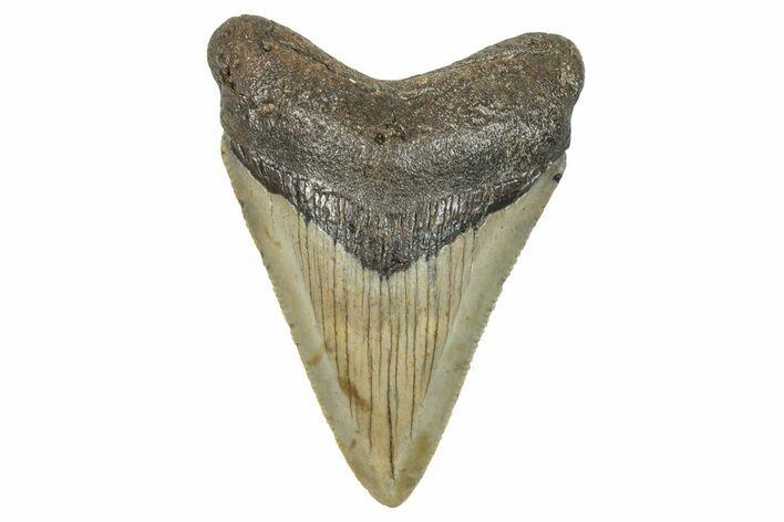 Serrated, Fossil Megalodon Tooth - North Carolina #272871